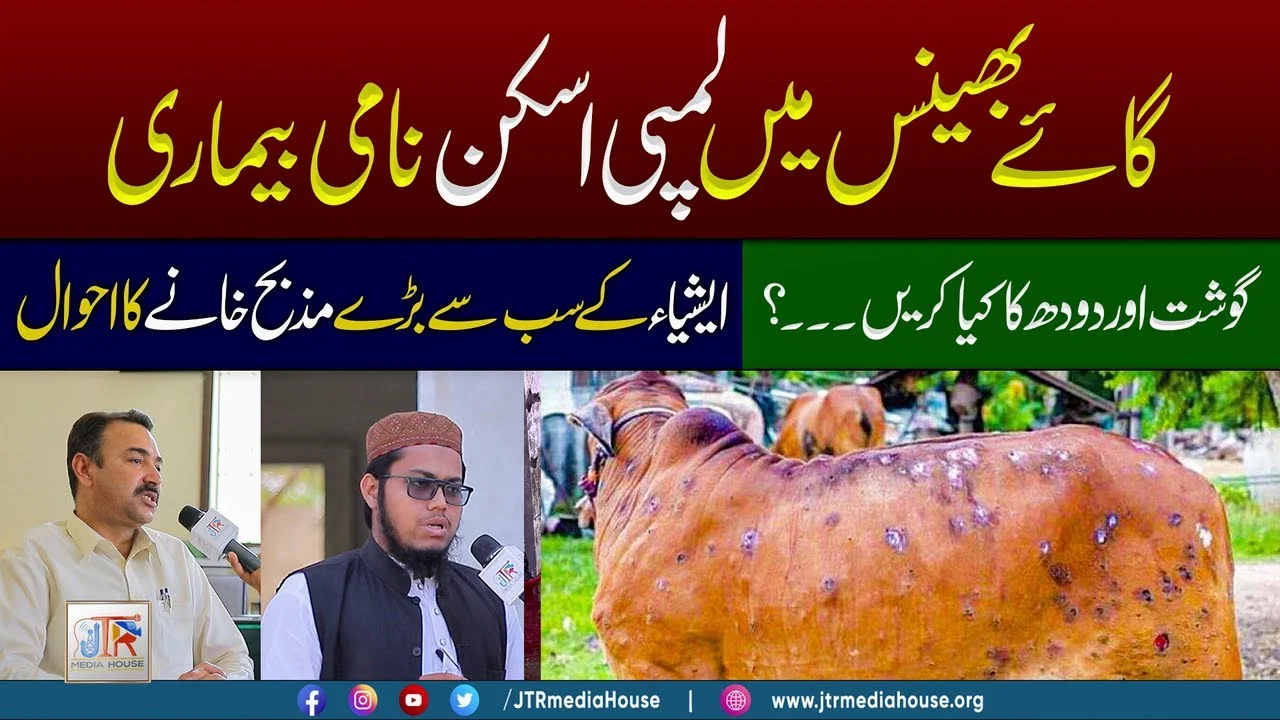 Gae Bhains Mein Lumpy Skin Naami Bemari